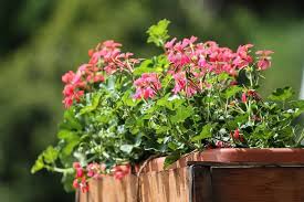Plantes faciles à vivre, les vivaces durent longtemps au jardin avec un minimum de soins. Quelles Plantes Choisir Pour Le Balcon Truffaut
