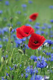 Wildflowers are those that grow spontaneously under respective conducive conditions, even without being deliberately grown. Beautiful Wildflowers Idyll Photograph By Tanja Riedel