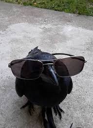 Suspect Behaviour Funny Animal Pictures Funny Animals Animals