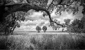 Myakka Oak 20 C 2014 Clyde Butcher Black White Fine Art Photography Art Photography Fine Art Photography Florida Artist