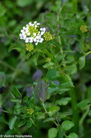Image result for Nasturtium microphyllum