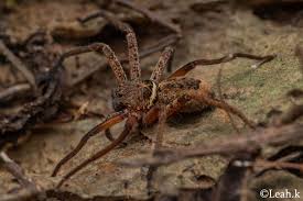 Huntsman spider with regenerated legs in Trang, Thailand