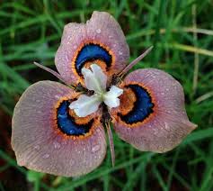 Image result for Moraea