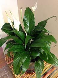 Peace Lily Spathiphyllum Your Plant Appears To Be A Peace Lily A Lovely Flowering Genus With White Flowers Actually Sp Plants Urban Garden Blooming Plants