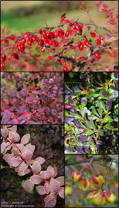 Image result for Berberis