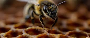 The last known price of bee token is 0.00041523 usd and is up 5.17 over the last 24 hours. Green Roofs Provide A Safe Haven For Bees On Bus Stops World Economic Forum
