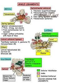 Anatomy Anatomy And Physiology Anatomy Definition Anatomy Of The Foot Anatomy Of The Cente Anatomy And Physiology Textbook Anatomy And Physiology Ankle Anatomy
