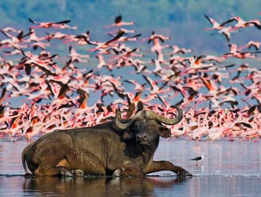 4 Days Lake Nakuru and Maasai Mara Safari