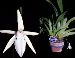 Image result for Jumellea usambarensis