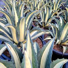 Image result for Alectra picta