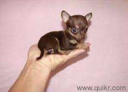 Black Apple Head Chihuahua For Sale Access Denied Teacup Chihuahua Teacup Chihuahua Puppies Chihuahua Puppies