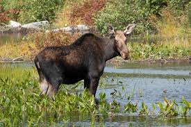 Maybe you would like to learn more about one of these? There Will Be More Moose Permits Available This Year But Thursday Is The Deadline To Submit Your Application