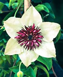 Clematis Viennetta Baume Straucher Blumen Pflanzen Clematis Pflanzen Garten Pflanzen