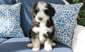 Check spelling or type a new query. How Much Does A Bernedoodle Puppy Cost Are They Expensive