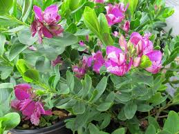 Image result for Polygala