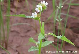 Image result for Melochia melissifolia