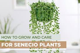 Image result for Senecio