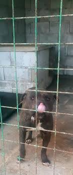 Maybe you would like to learn more about one of these? Pedigree Database Kentucky S Dijaz