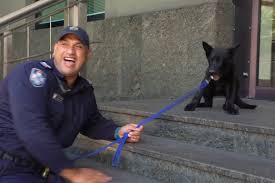 Puppies are scared of stairs. Police Puppy S First Mission Is Learning To Walk Down Stairs