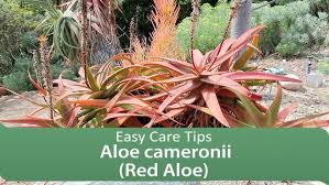 Image result for Aloe cameronii