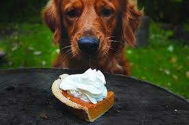 17 Photos Of Dogs Eating Pumpkin Pie For The First Time Dog Thanksgiving Dog Eating Dogs