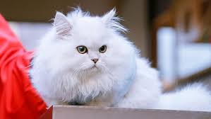 ‪The Minuet Cat Is Basically a Persian Munchkin (and We Love It) |  HowStuffWorks‬‏