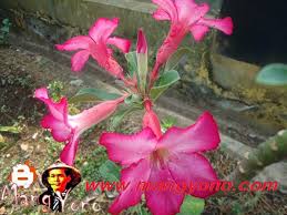Adenium windmill adenium jenis ini mempunyai daun agak panjang meruncing dengan warna hijau tua berbulu serta memiliki kelopak bunga berwarna merah. Apa Yang Menarik Dari Bunga Adenium