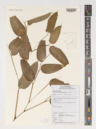 Image result for Marantochloa