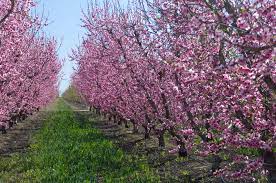 Dreamstime is the world`s largest stock photography community. Plum Trees Lovetoknow