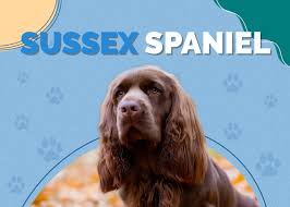 Image result for sussex španěl
