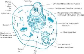 Check spelling or type a new query. Form And Function Of The Animal Cell Sciencedirect