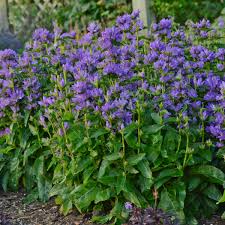 Image result for campanula glomerata