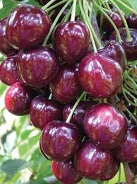 Pin On Fruit Trees Cherry