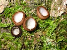 Image result for Humularia