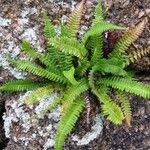 Image result for Blechnum australe