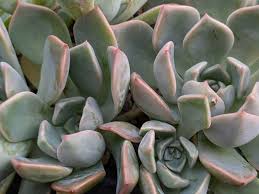 グリーン・サクセサリー