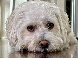 Lost dog after rollover accident near Ottawa