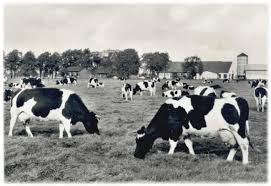 Erträge (dt/ha tm) ausdauernder grasarten, rotklee und kleegras zur energieerzeugung. Gesunde Kuhe Bei Haus Riswick Kle Blatt Blog