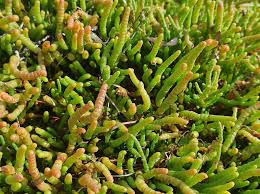 Image result for Sarcocornia perennis