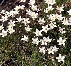 Image result for Stellaria mannii