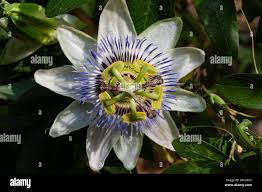 Image result for Passifloraceae