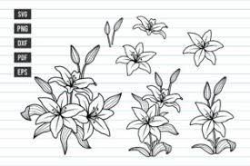 We did not find results for: Lily Svg Bundle Lily Flowers Svg Design Graphic By Dakhashop Creative Fabrica