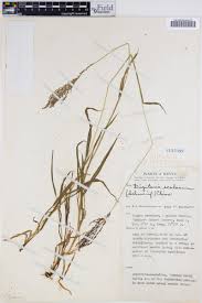 Image result for Digitaria scalarum