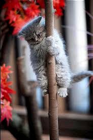 Gomulu Resim Icin Kalici Baglanti Cute Kittens Cok Sirin Hayvanlar Hayvan Bebekler