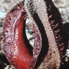 Image result for Hydnoraceae