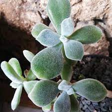 We did not find results for: Echeveria Pulvinata Frosty Cuidados Y Caracteristicas Jardin De Suculentas