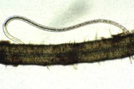 Image result for Disperis sp. nov. aff. bifida