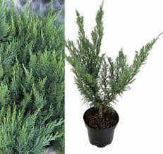Juniperus squamata 'meyeri', der breitwüchsige strauchwacholder mit den silberblauen nadeln. Wacholder Juniperus Sabina Tamariscifolia Nadel Strauch Kriechender Samling Ebay