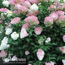 Image result for hydrangea paniculata vanille fraise