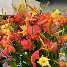 Image result for Pimpinella sp. A. of FZ 4: 594